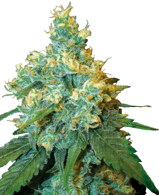 Jack Herer