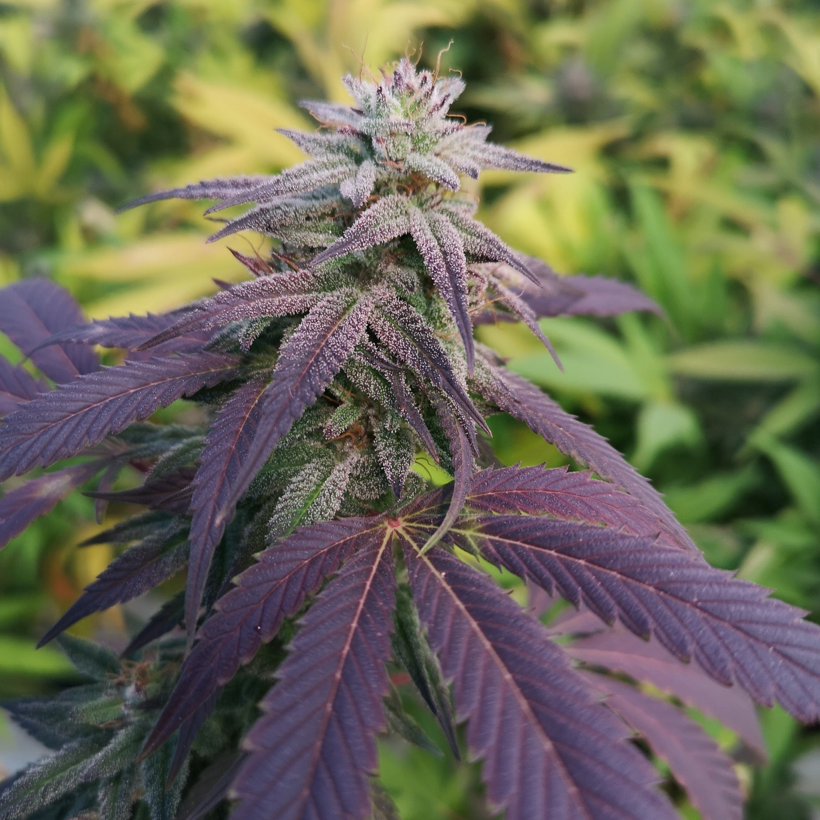 Skittlez seeds automatic - 3 seeds