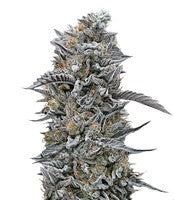 Black DOG (Humboldt Seeds)