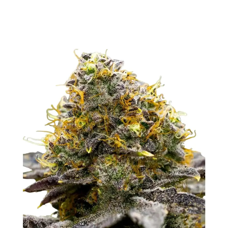 Gelato Ice Cream Cannabis Seeds Feminized - 3 Seeds