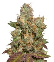 707 Truthband by Emerald Mountain (Humboldt Seeds)