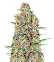 Green Love Potion (Samsara Seeds)