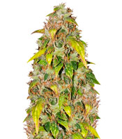 Lowryder Auto (Vision Seeds)