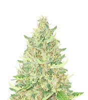 Ayahuasca Purple (Barney's Farm)