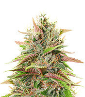 Critical Kush (RQS)
