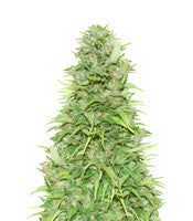 Kryptonite (Pyramid Seeds)