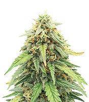 Mexican Airlines Auto (Fast Buds)