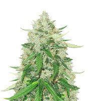 Royal Gorilla Automatic (RQS)