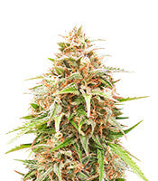 Shiva Skunk Automatic (Sensi Seeds)