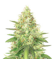 Strawberry Cough (Dutch Passion)