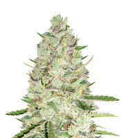 Sweet Skunk Auto (Sweet Seeds)