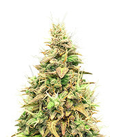 Think Different Auto (Dutch Passion)