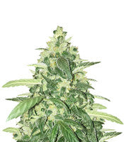 Vanilla Kush (Barney's Farm)