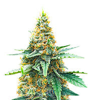 AFS Princess (AlphaFem Seeds)