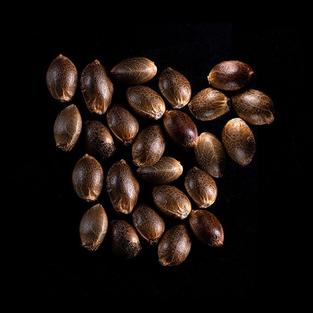 Lemon Haze Auto - 25 Seed