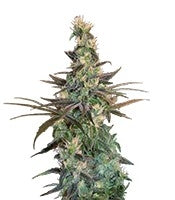 A-Train (T.H. Seeds)