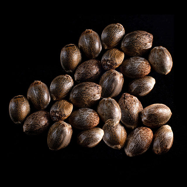 Kritikal-K - 25 Seed