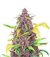 Auto Blackberry Kush (Dutch Passion)