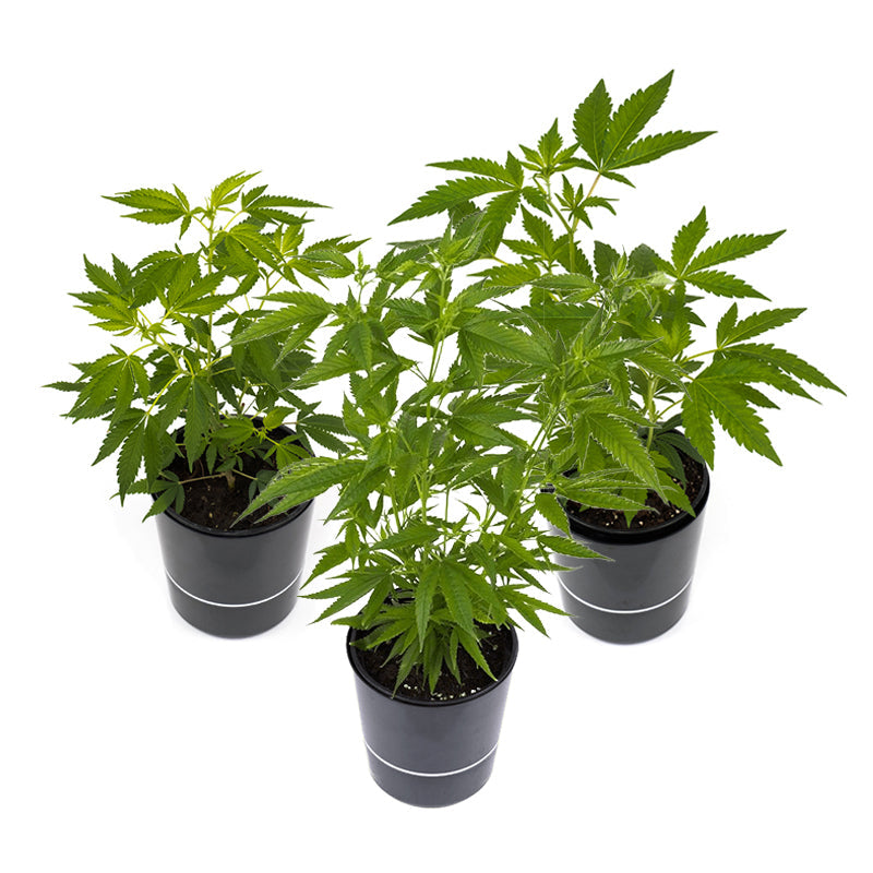 Cannabis-Pflanzen 3er-Set - Sativa