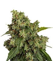 Auto Xtreme (Dutch Passion)