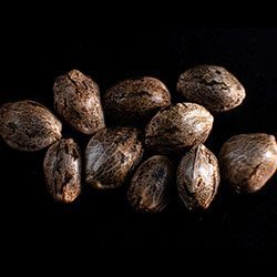 Speedy Boom Auto - 10+3 Seed