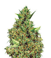 Jamaican Pearl (Sensi Seeds)