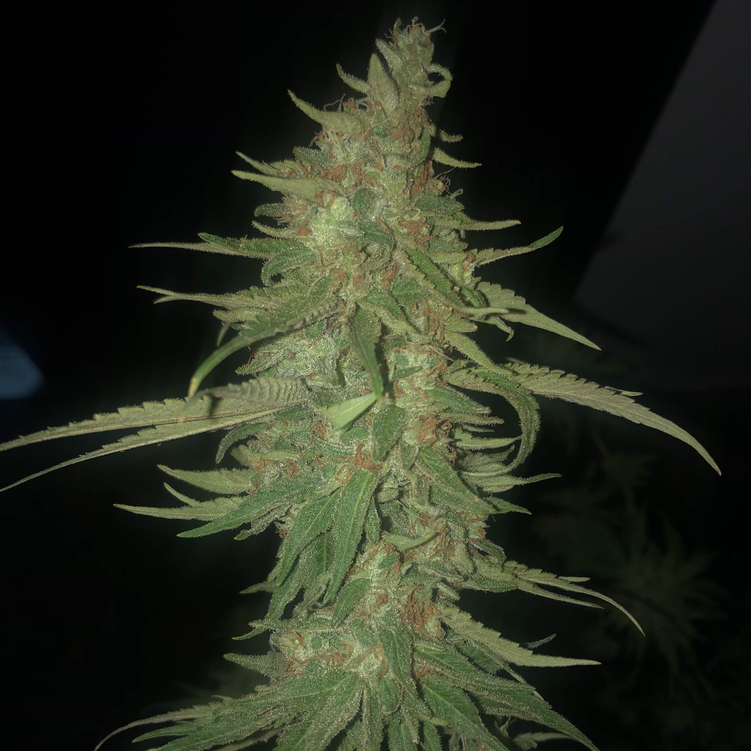 Runtz x Wedding Cake Seeds Feminized - 3 seeds
