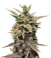 60 Day Lemon Autoflower (DNA Genetics)