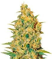 Critical Sensi Star (Delicious Seeds)