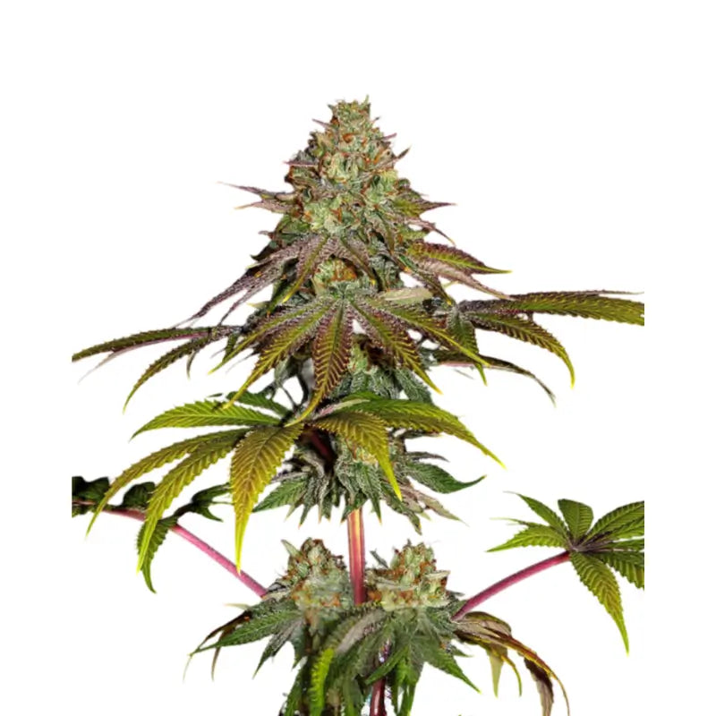 Runtz x Wedding Cake Cannabis Samen Feminisiert - 3 Stück
