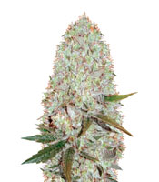 Auto Amnesia Haze (Victory Seeds)