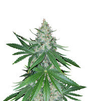 Critical Kush regular (Barney's Farm)