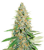 Afghan Kush (World of Seeds)