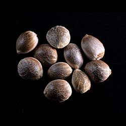 Afrodite - 10+3 Seed