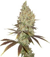 Red Dragon (Barney's Farm)