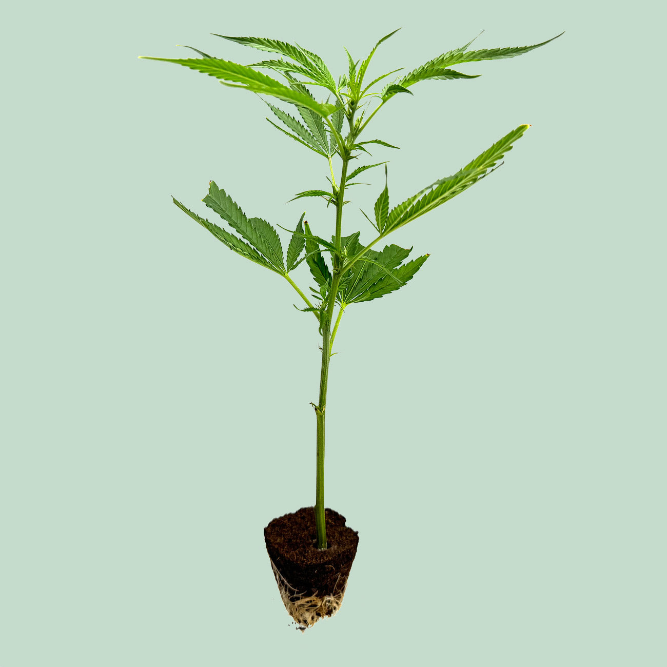 Mandarin Cookies R1 V2 - Cannabis Stecklinge