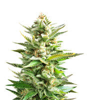 Amnesia Haze (Soma Seeds)