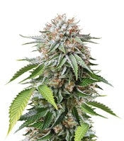 Mango Sapphire (Humboldt Seeds)