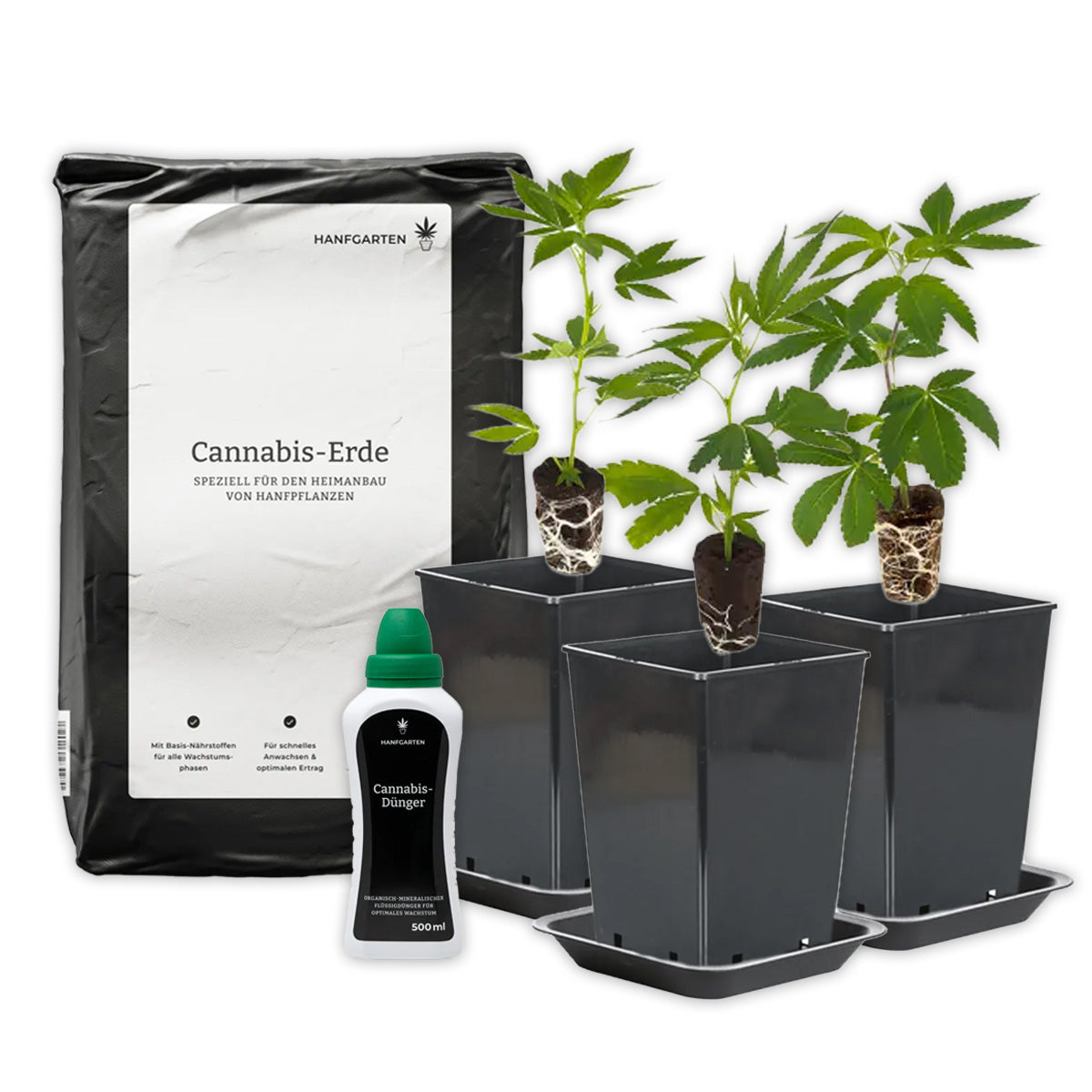Cannabis cultivation starter kit plant