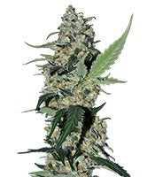 Green Poison F1 Fast Version (Sweet Seeds)