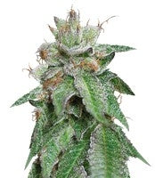 Bubba Kush (Humboldt Seeds)