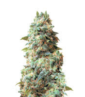 Afghan Kush Regular (White Label)
