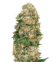 Afghan Skunk (Advanced Seeds)