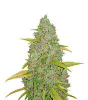 Amnesia Mac Ganja (Kera Seeds)