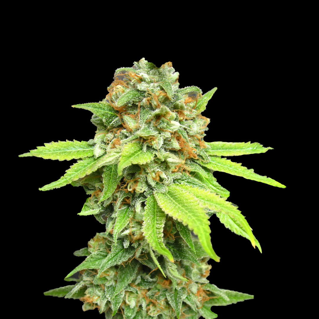 Amnesia Haze Samen Feminisiert - 1 Samen