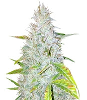 Auto AK (Female Seeds)