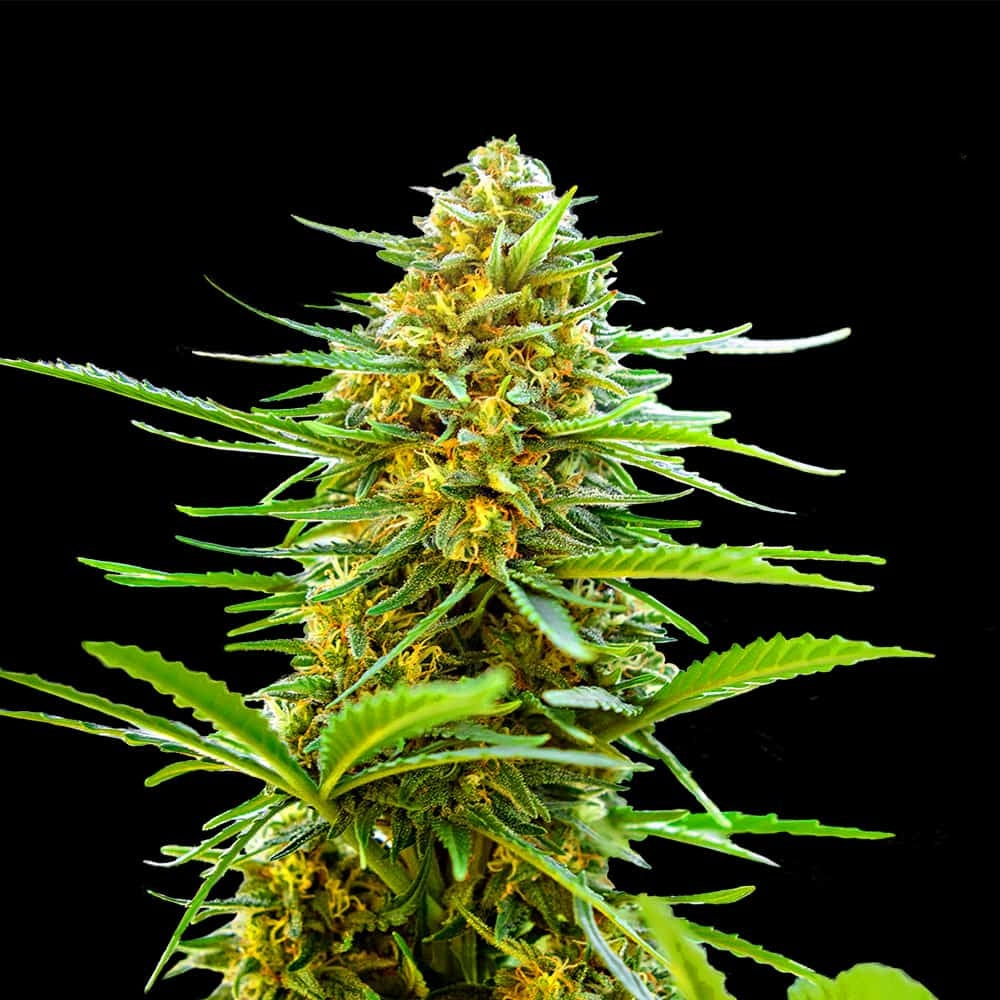 Banana Monkey Autoflower Seeds (22% THC)