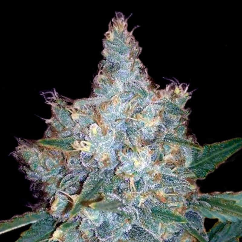 Blueberry Autoflower Seeds (20% THC)