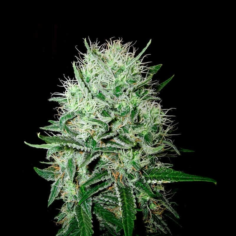 Devil´s Kiss Autoflower Seeds (20% THC)