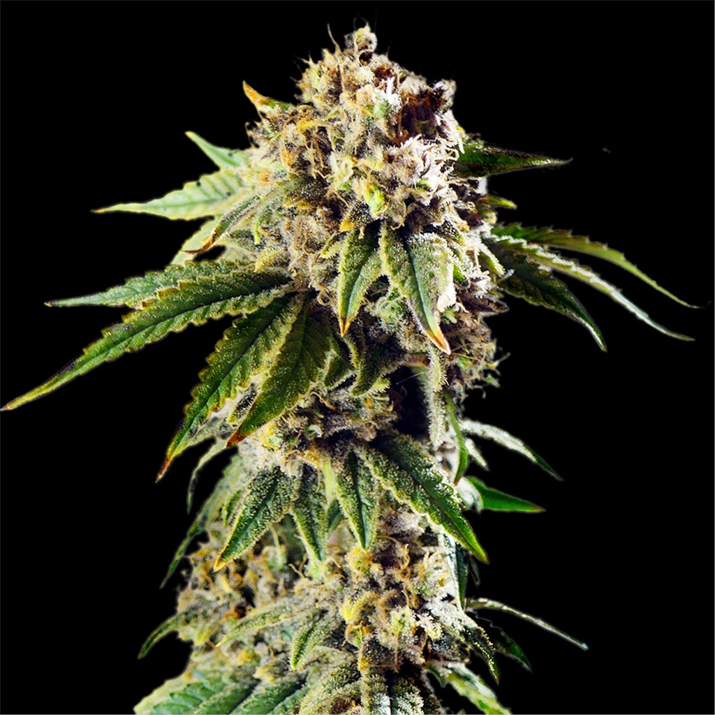 DoSiDos Seeds (32% THC)
